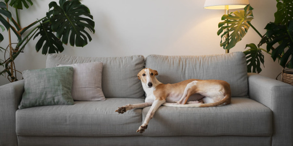 Sofá con perros o gatos en casa: qué tejido no se destroza