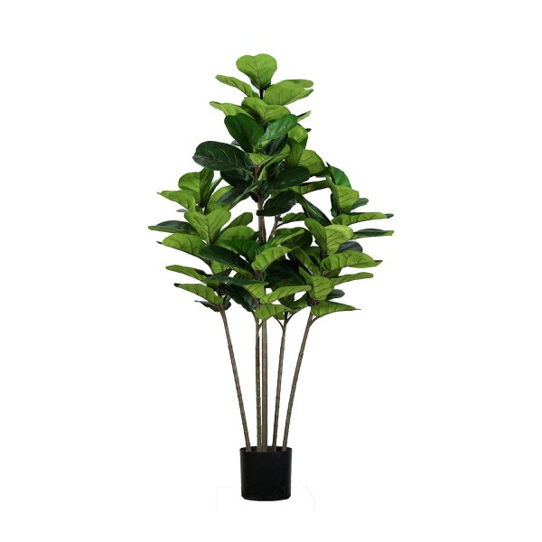 Ficus Lyrata artificiale 150 cm, grandi foglie verdi iperrealiste, ideale interni moderni, vaso nero incluso 2
