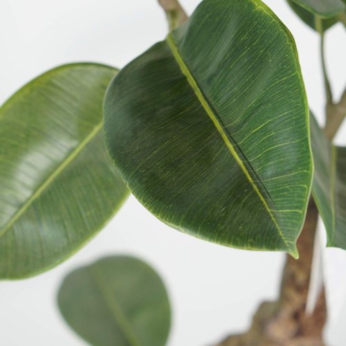 Ficus Lirata Artificial 140 cm | Ukukhome
